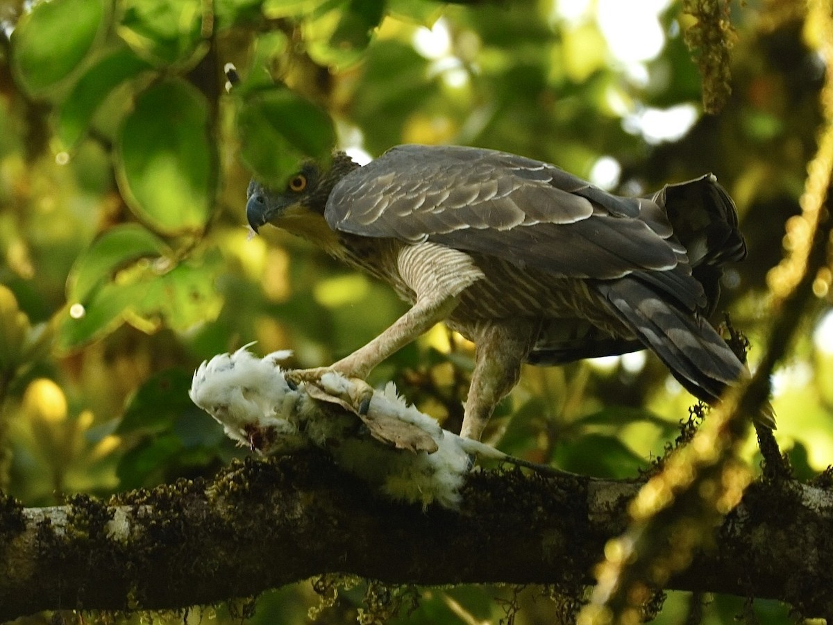 Legge's Hawk-Eagle - Dhiraj Bhaisare