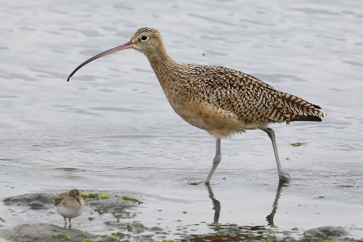 Long-billed Curlew - Peter Kyne