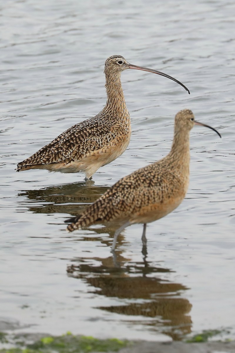 Long-billed Curlew - Peter Kyne