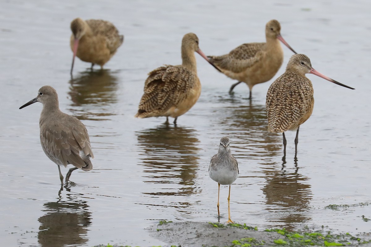 Lesser Yellowlegs - ML254158721