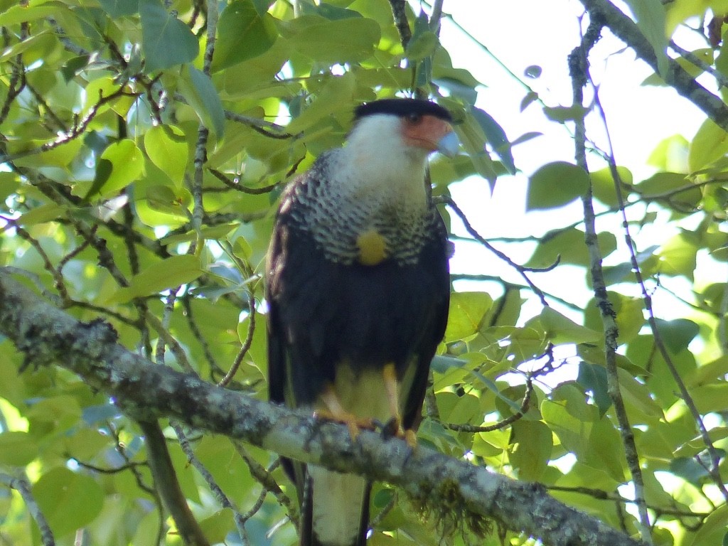 Caracara huppé (cheriway) - ML254158921