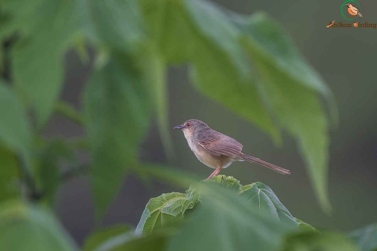 Annam Prinia - Dinh Thinh