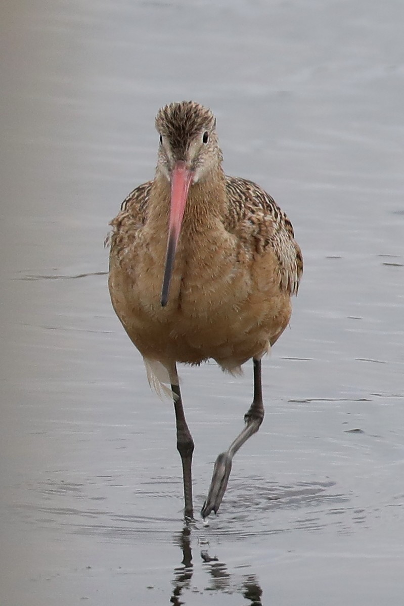 Marbled Godwit - ML254160271