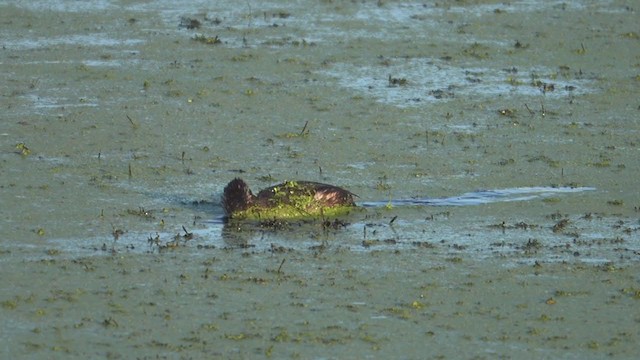 Pied-billed Grebe - ML254161641