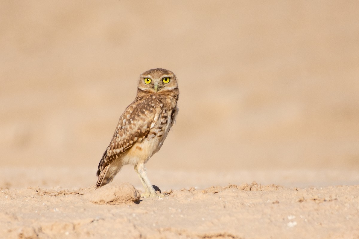 Burrowing Owl - Drew Beamer