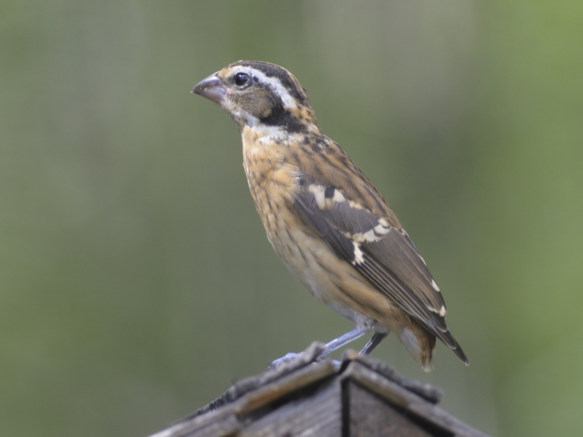 Black-headed Grosbeak - ML254162571