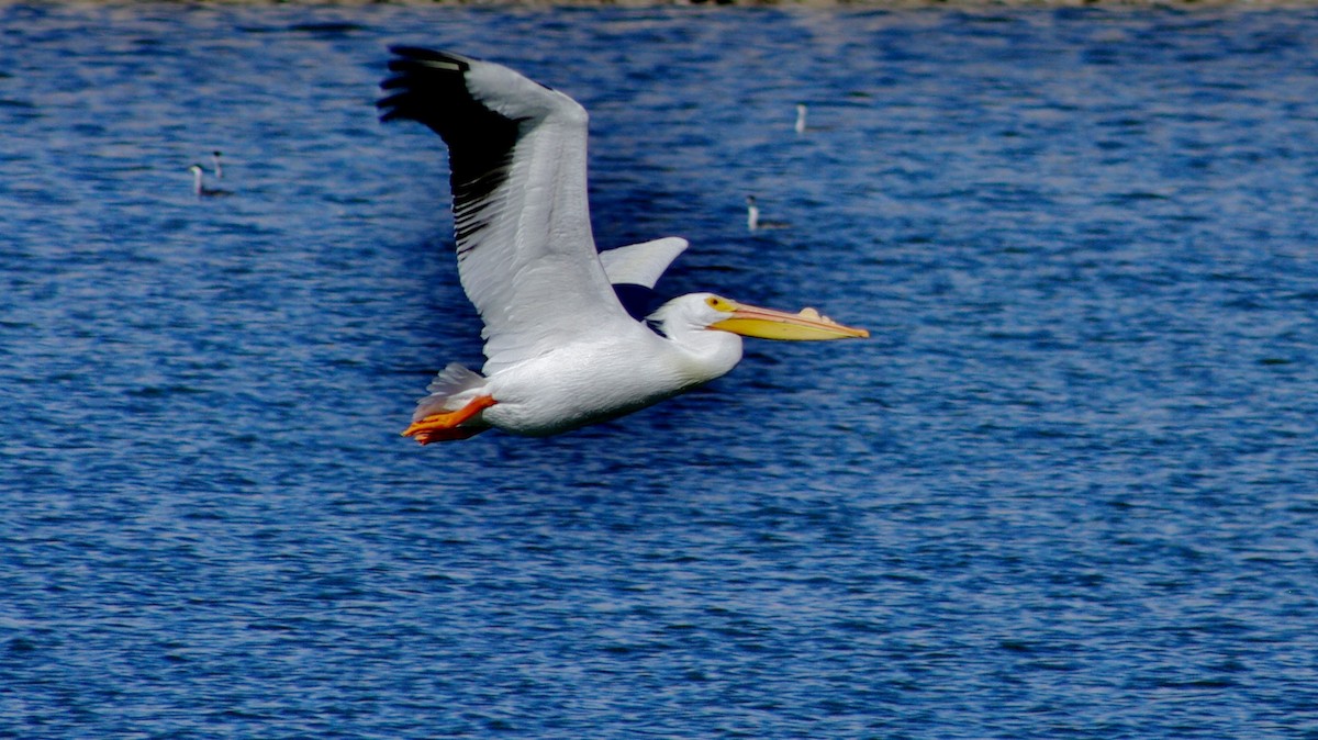 American White Pelican - ML25416331