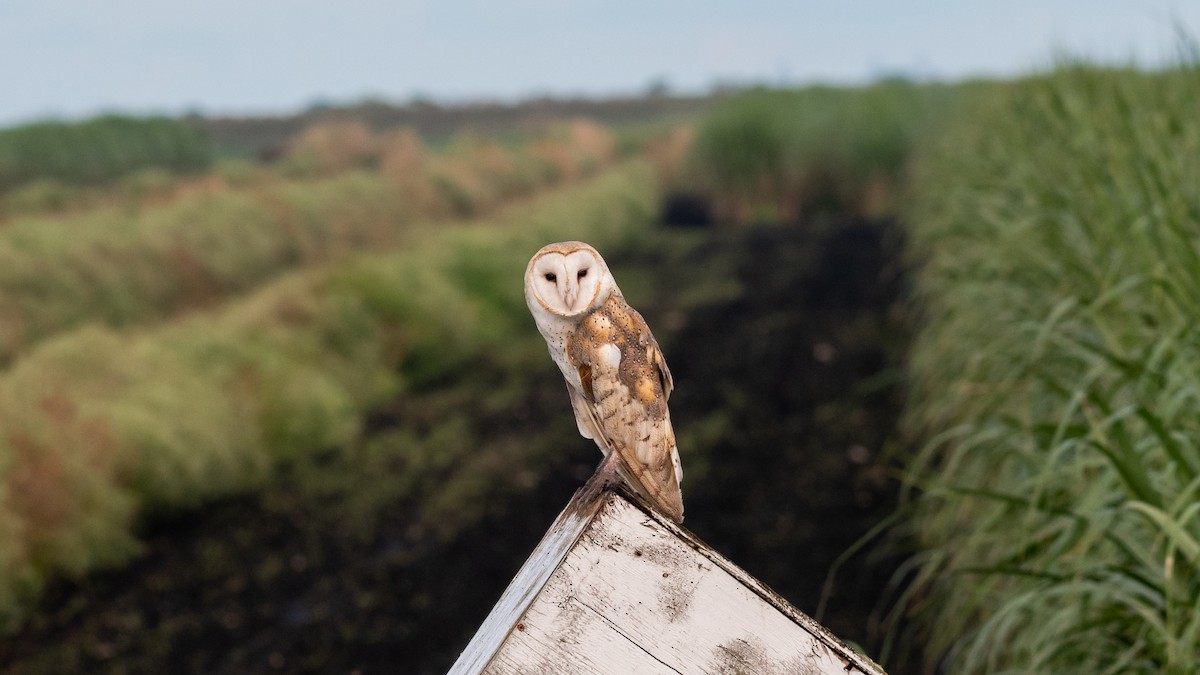 Barn Owl (American) - ML254163561