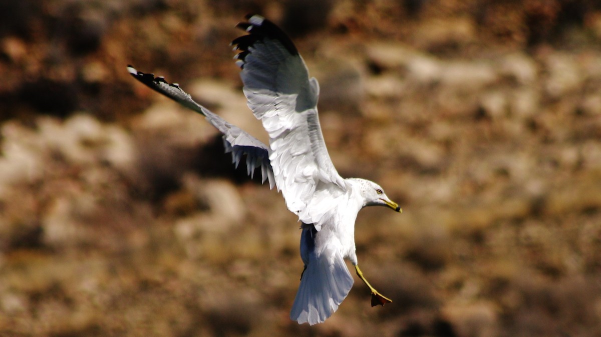 Ring-billed Gull - ML25416371