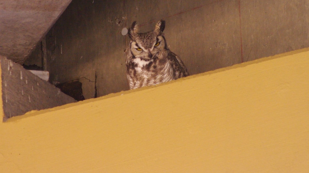Great Horned Owl - ML25416411