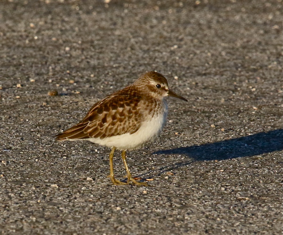 Wiesenstrandläufer - ML254164461