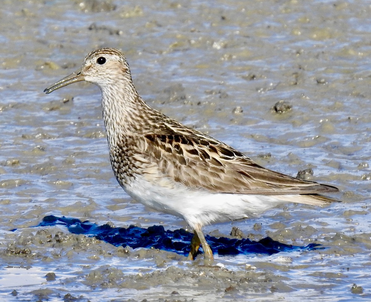 Pectoral Sandpiper - Van Remsen
