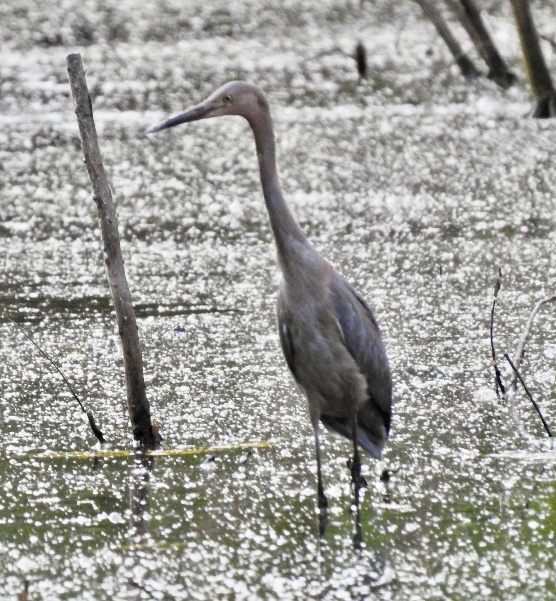 Reddish Egret - ML254166241