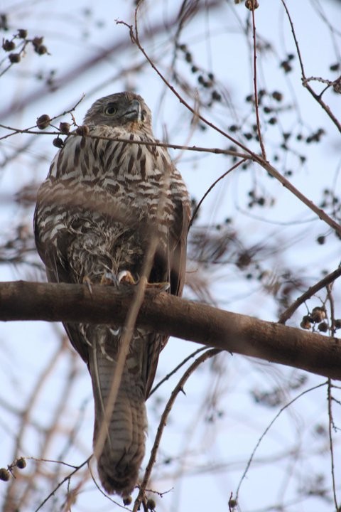 Brown Goshawk - David Ongley