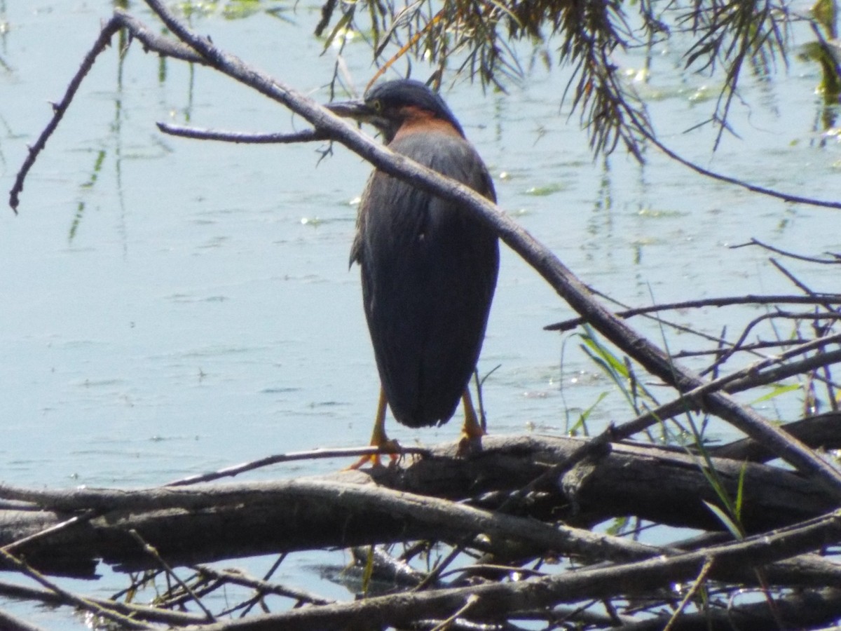 Green Heron - ML25416811