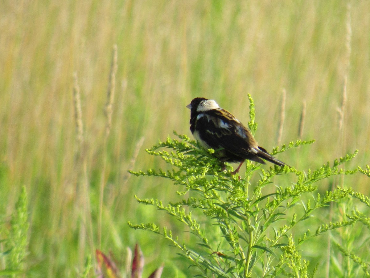 Bobolink - ML254169551