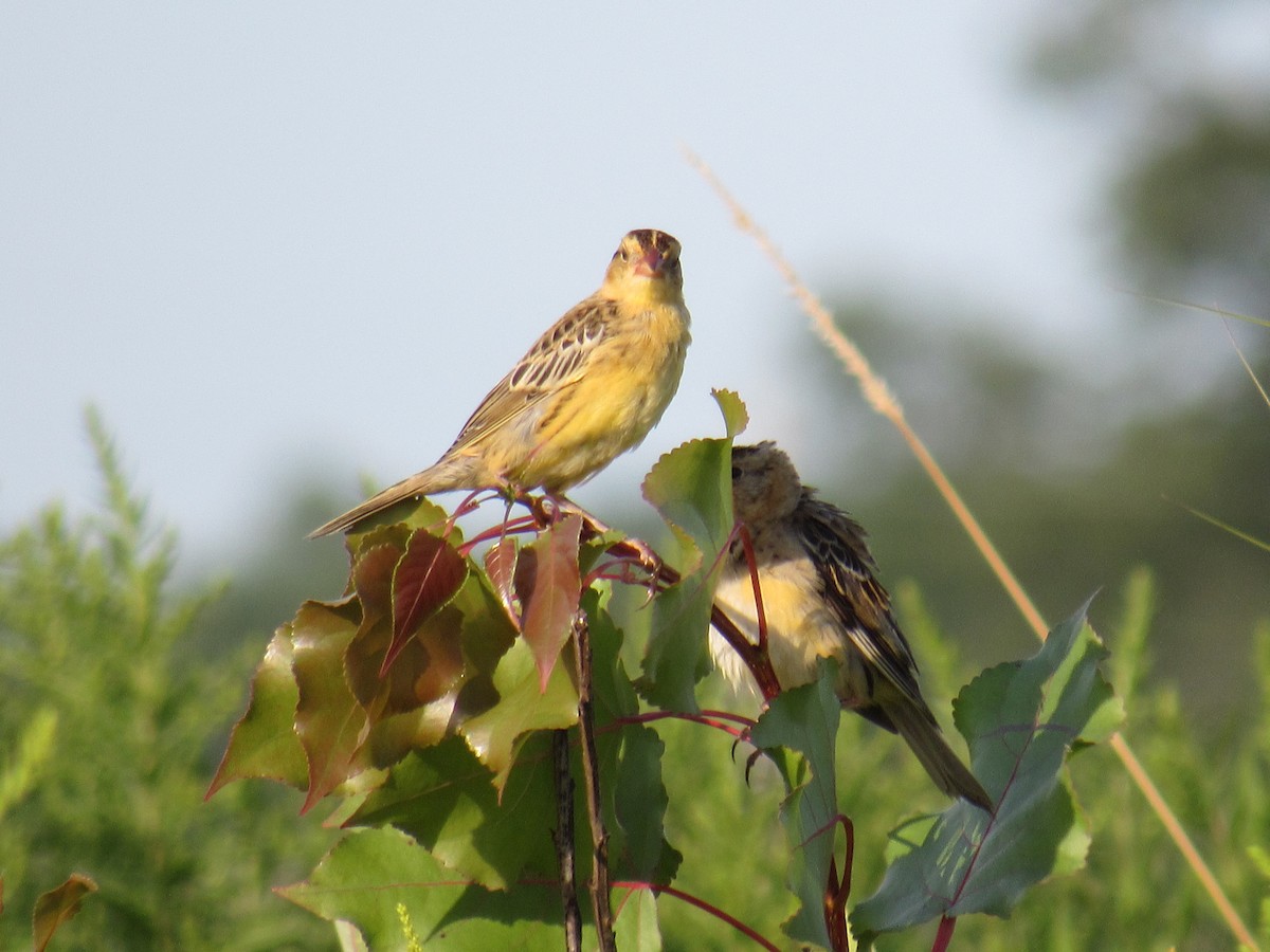 Bobolink - ML254169821