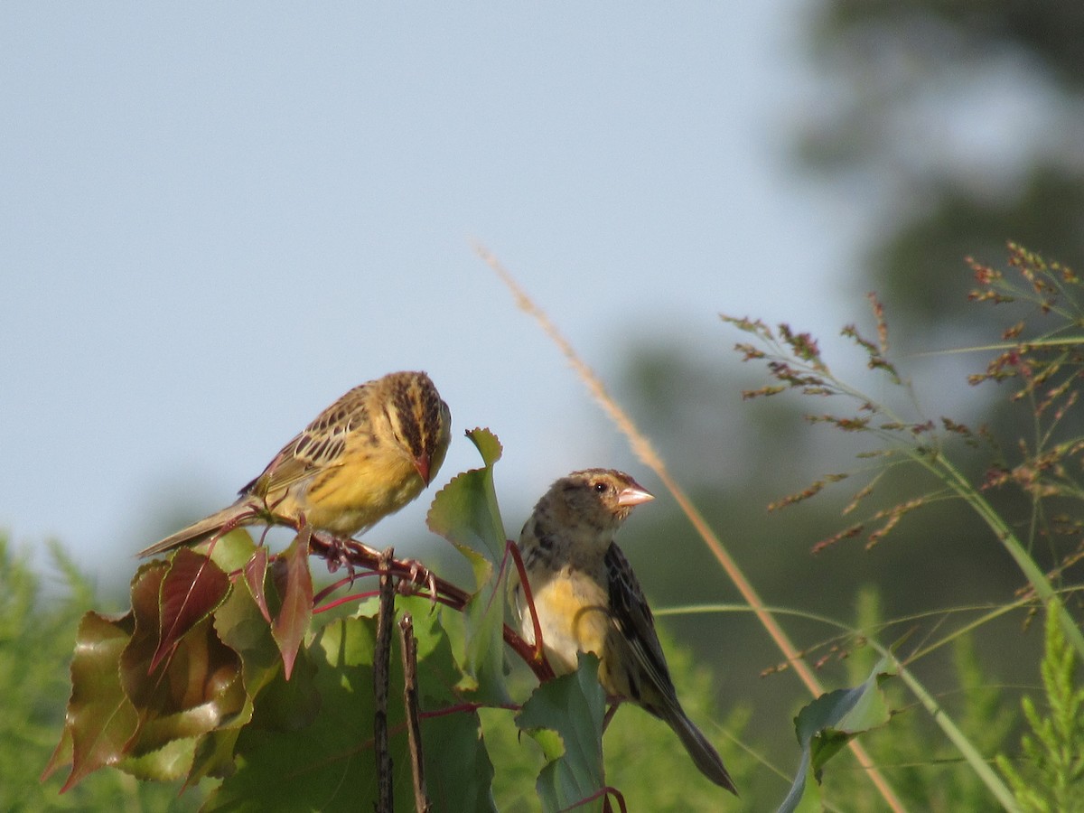 Bobolink - ML254169841