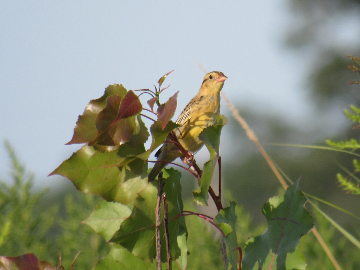 Bobolink - ML254169861