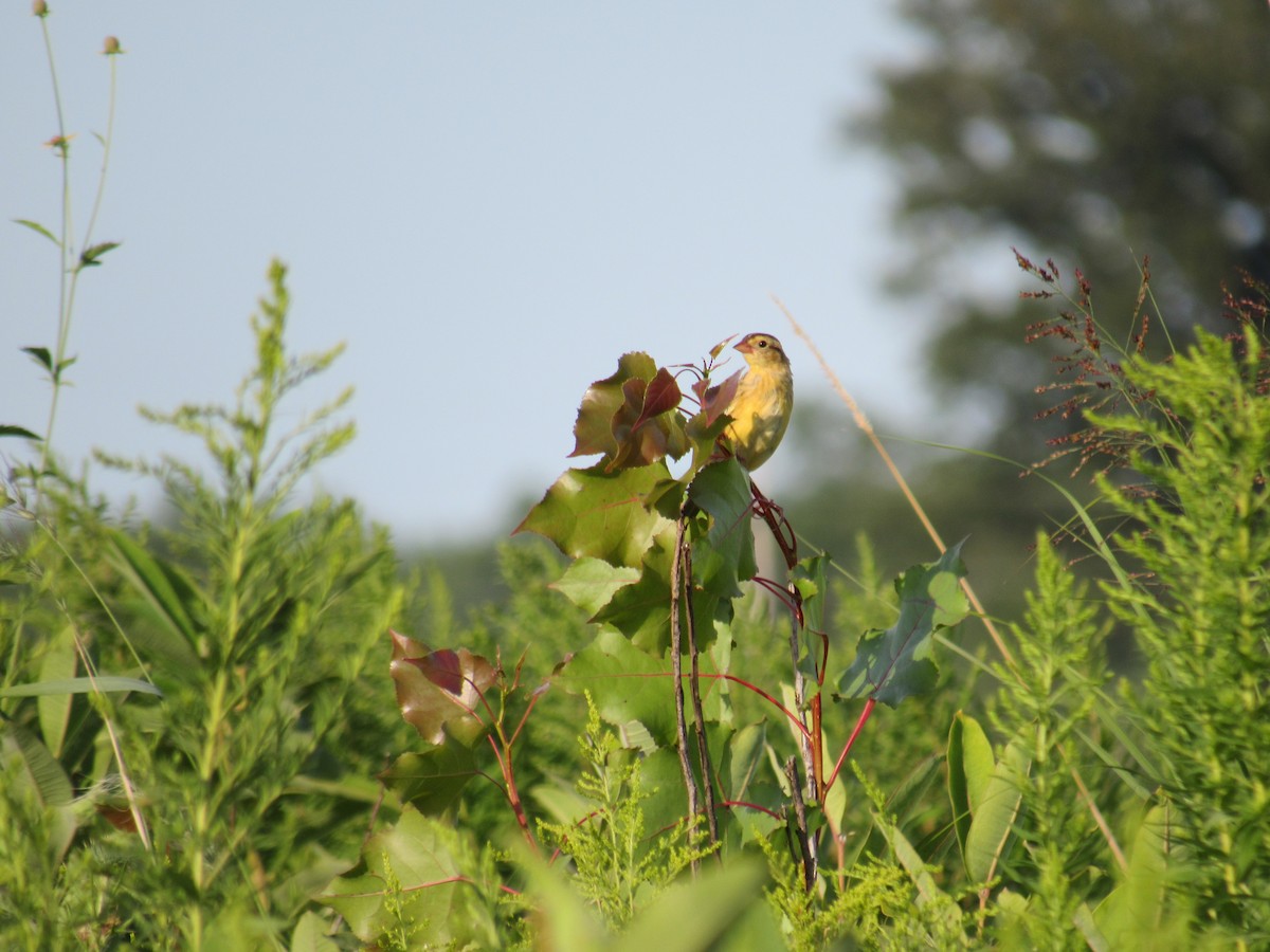 Bobolink - ML254169871