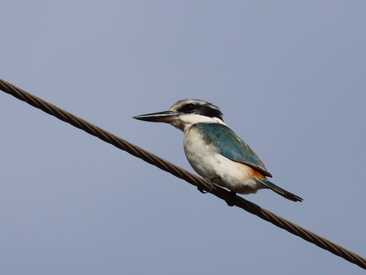 Red-backed Kingfisher - ML254170331
