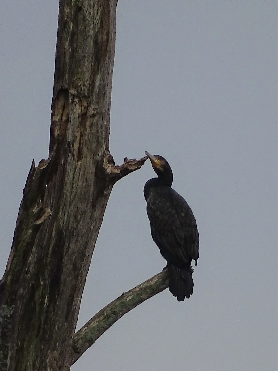 Great Cormorant - ML254170781