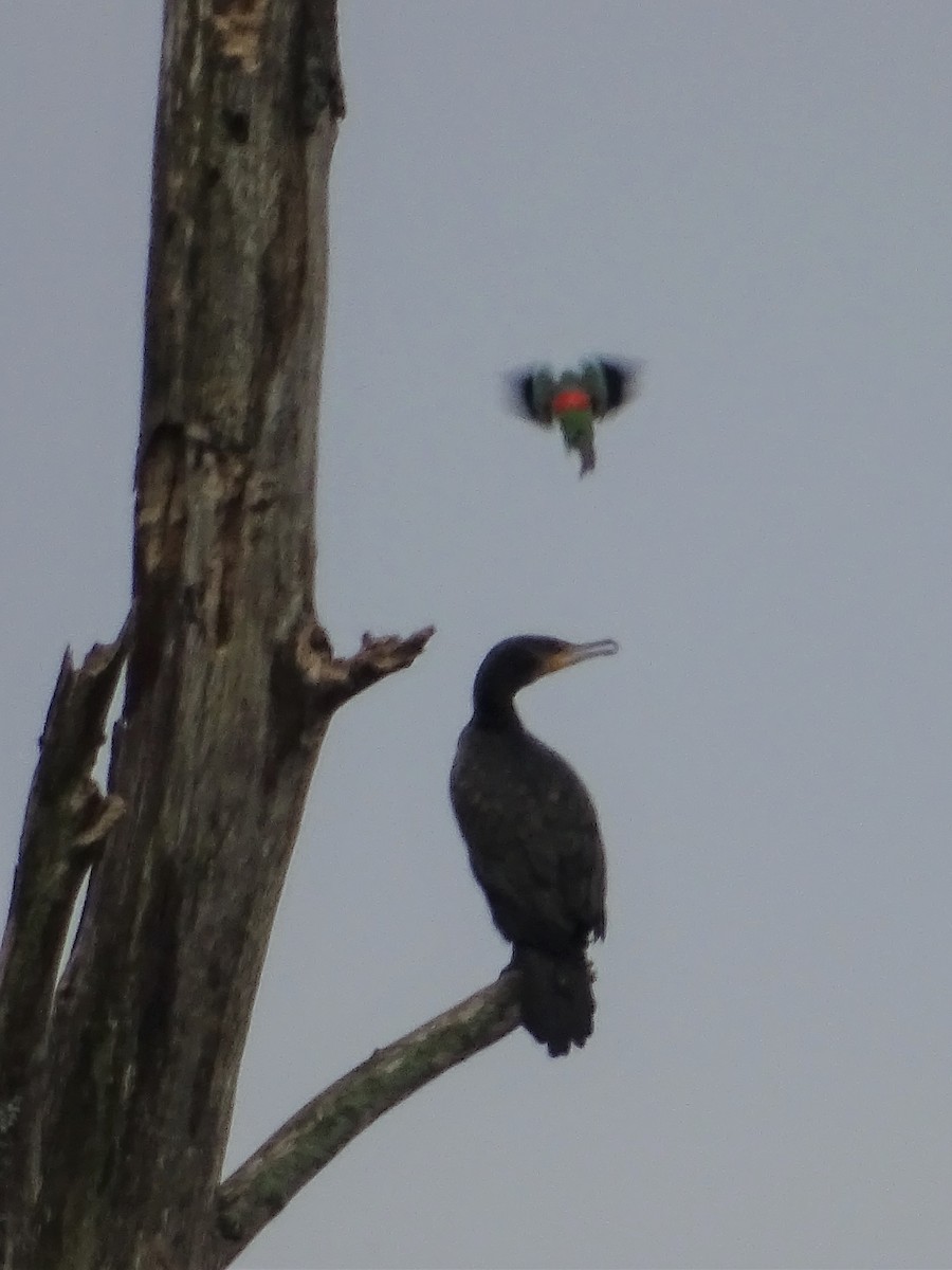 Great Cormorant - ML254170861