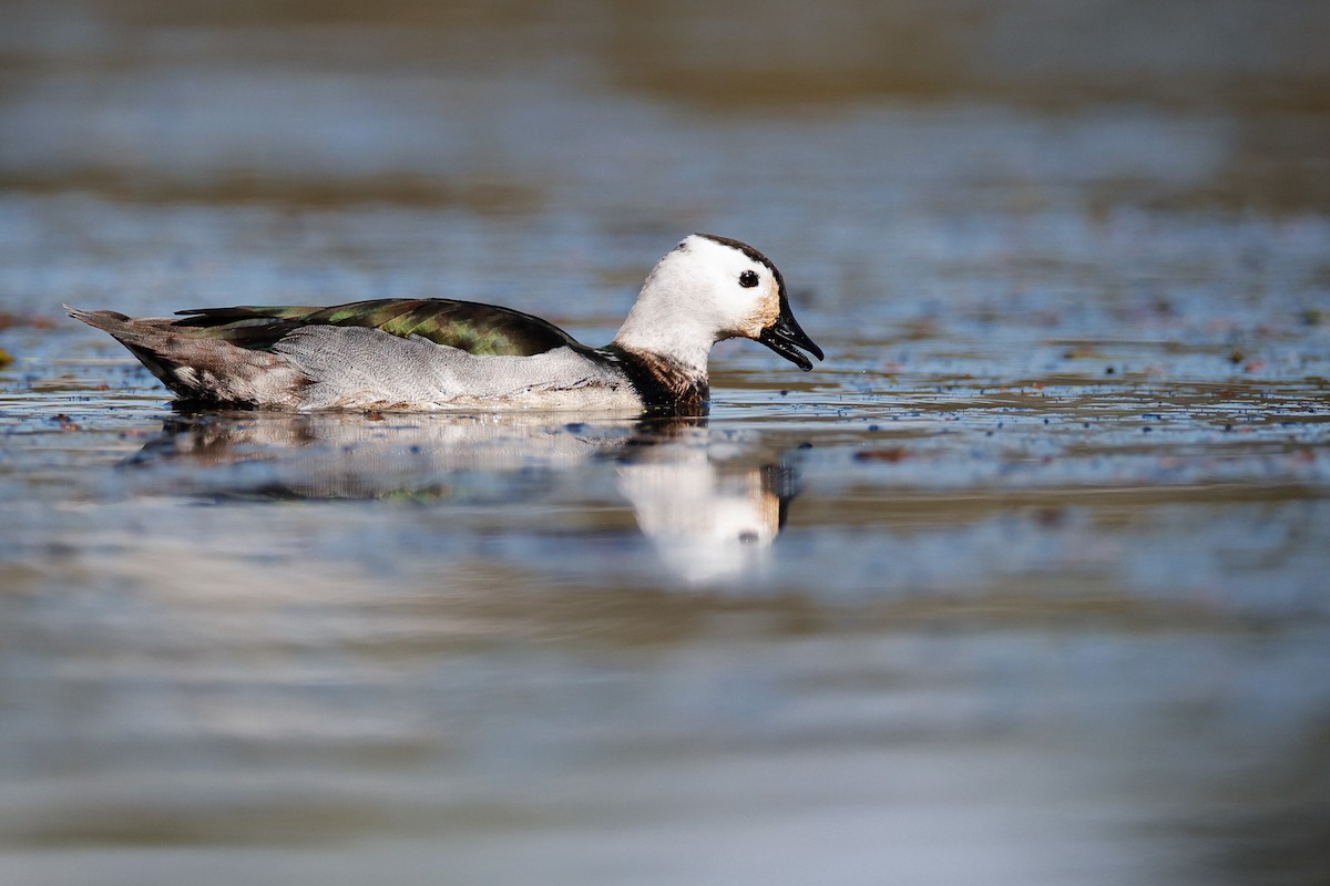 Cotton Pygmy-Goose - Malcolm Graham