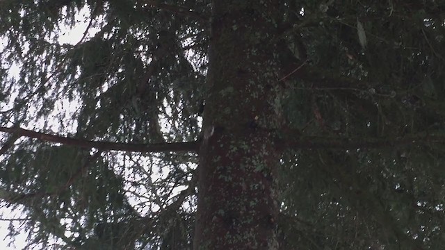 Хөвчийн бялзуумар - ML254172251