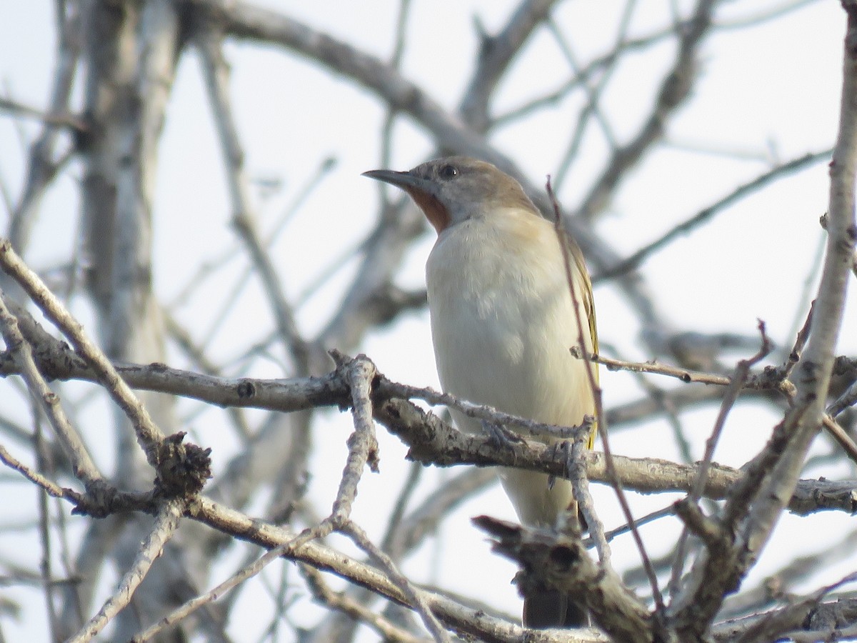 Rufous-throated Honeyeater - Madelon Lane