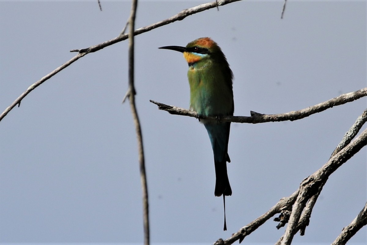 Rainbow Bee-eater - ML254175321