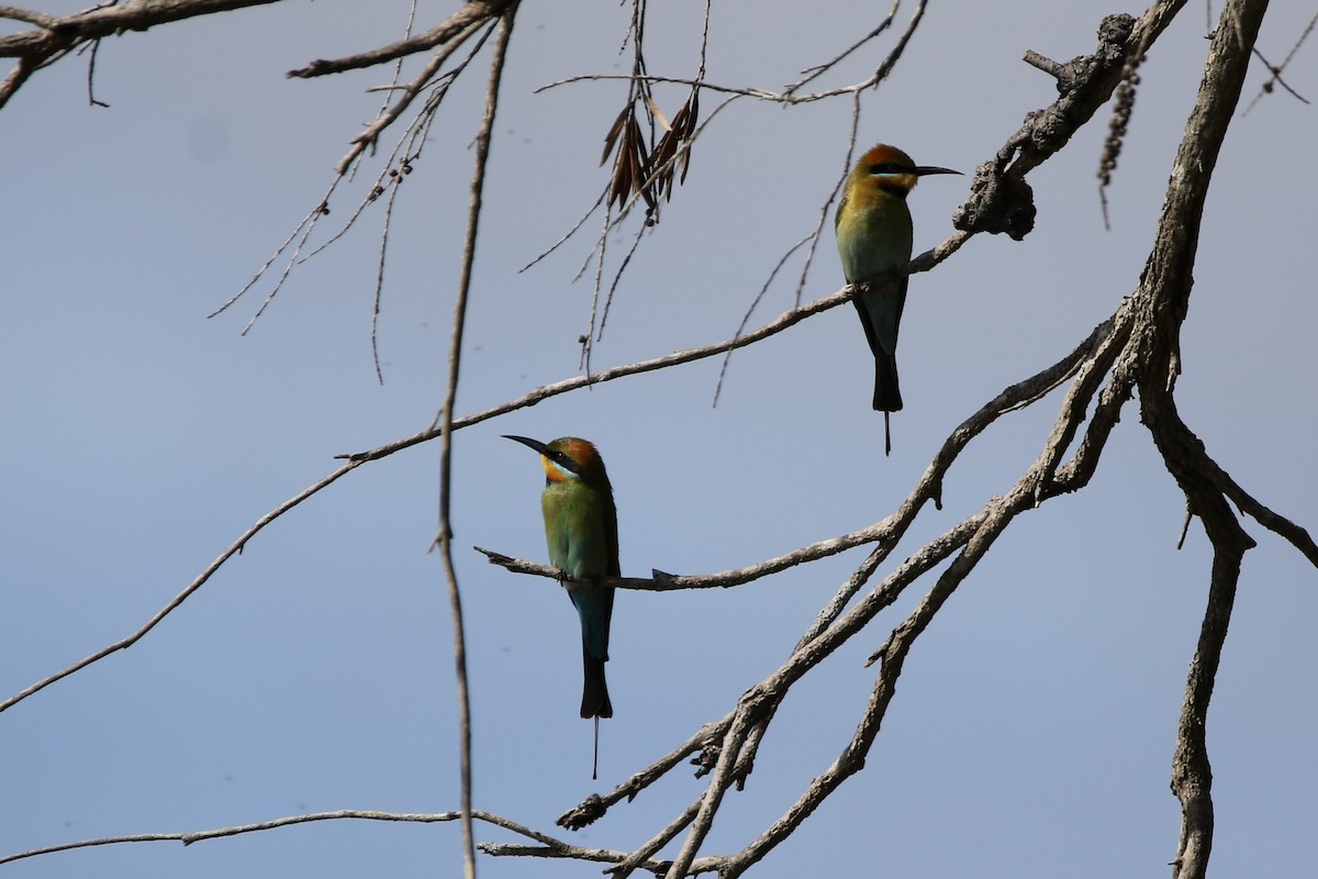 Rainbow Bee-eater - ML254175331