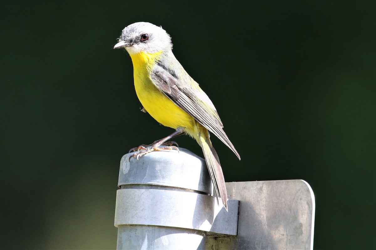 Eastern Yellow Robin - ML254175371