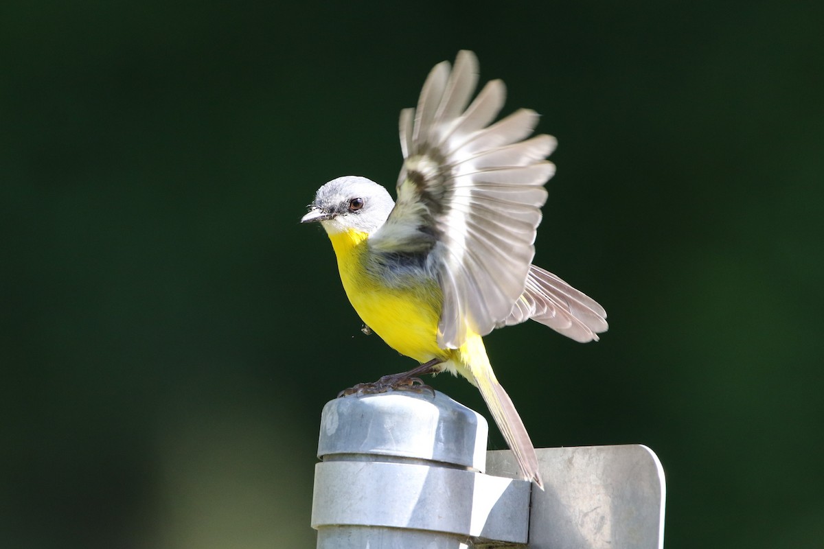 Eastern Yellow Robin - ML254175401