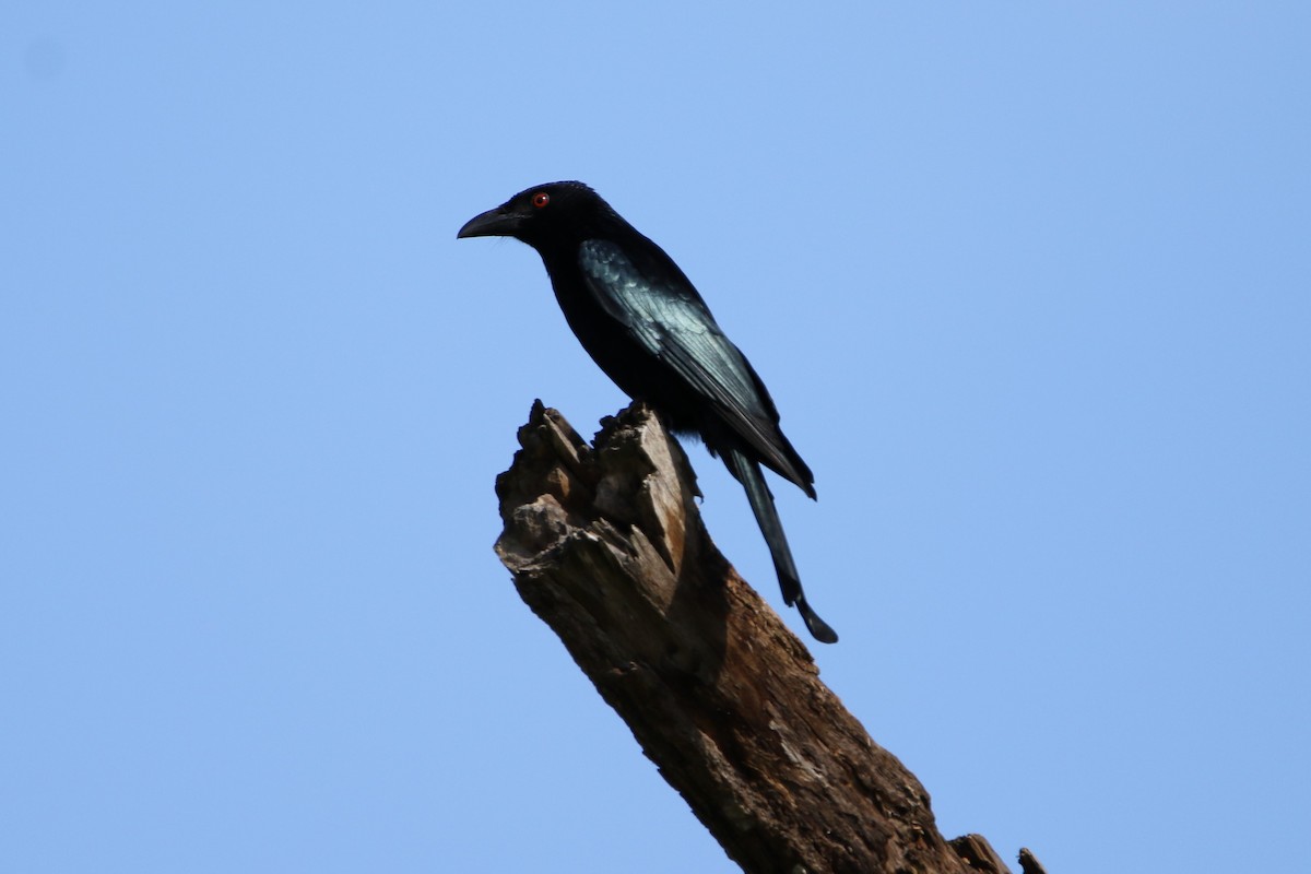 Spangled Drongo - ML254175491