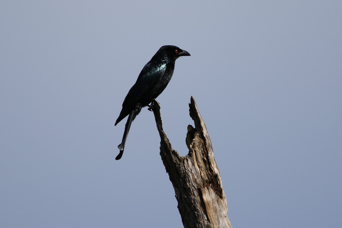 Spangled Drongo - ML254175521