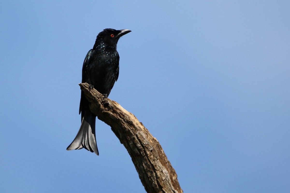 Glanzfleckdrongo - ML254175531