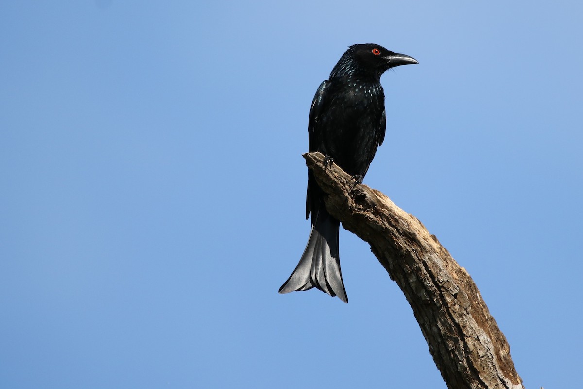 Glanzfleckdrongo - ML254175541