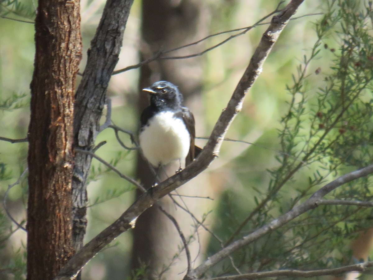 Willie-wagtail - ML254176011