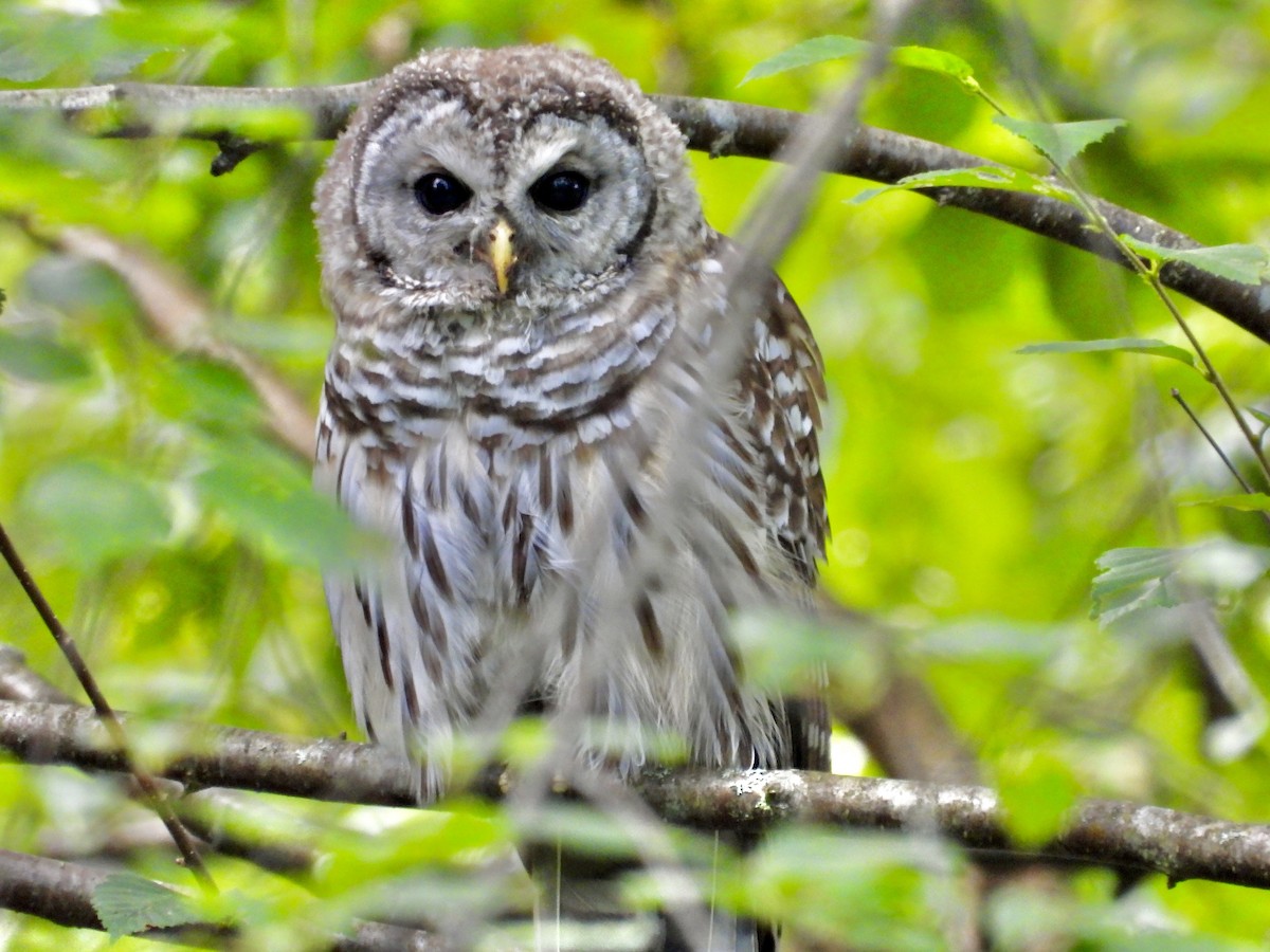 Barred Owl - ML254176041