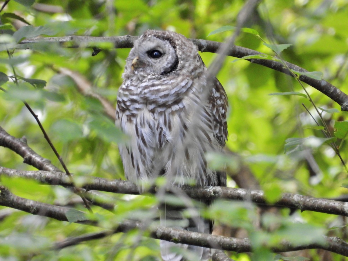 Barred Owl - ML254176091
