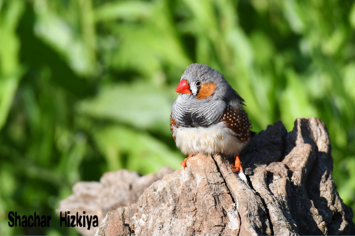 Zebra Finch (Domestic type) - ML254177141