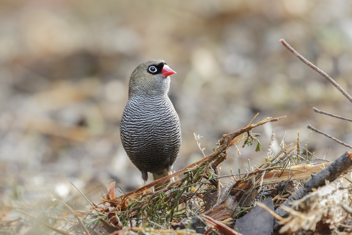 Beautiful Firetail - ML254177231