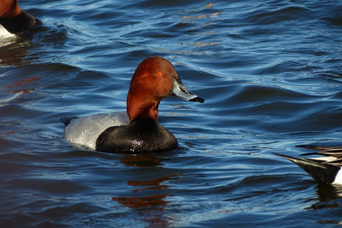 Canvasback x Redhead (hybrid) - ML25417751