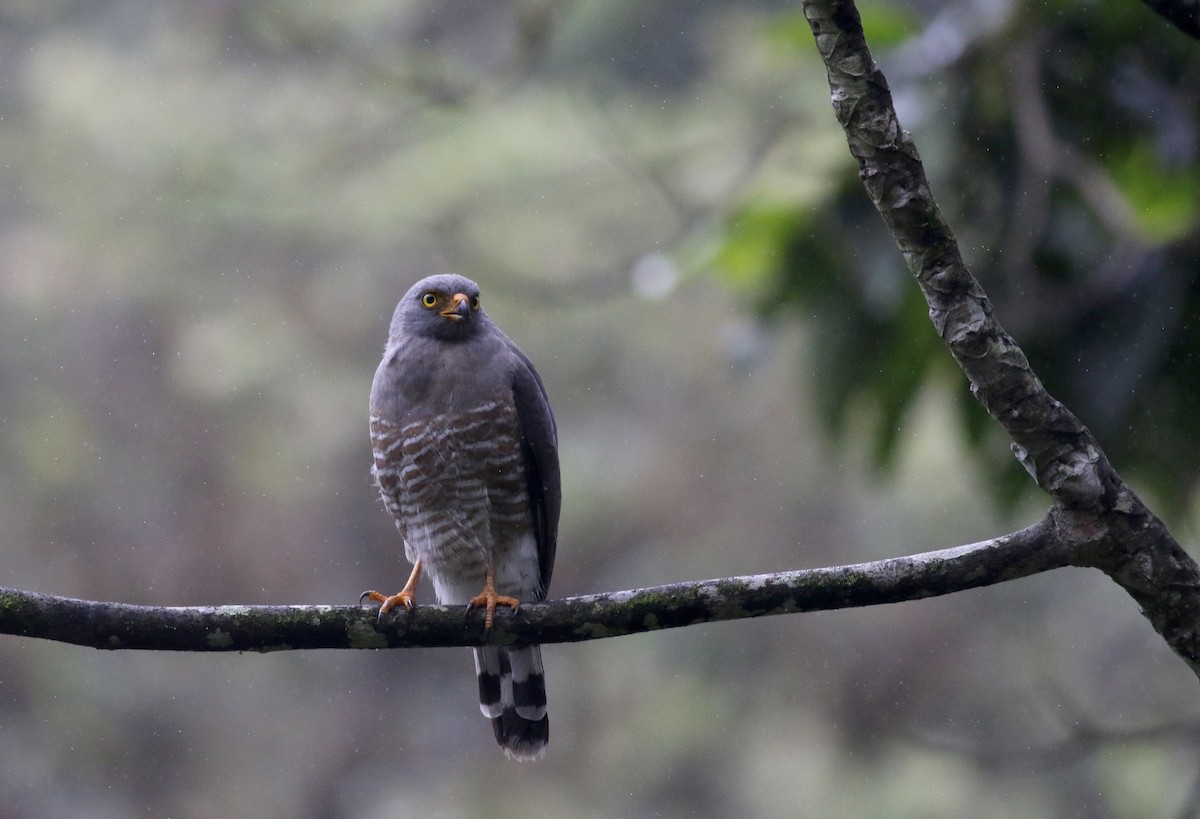 Roadside Hawk (Northern) - ML25417791