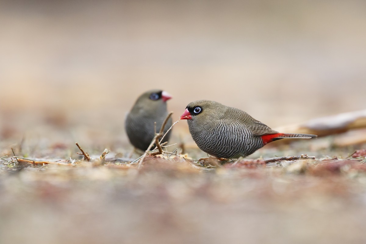 Beautiful Firetail - ML254178101