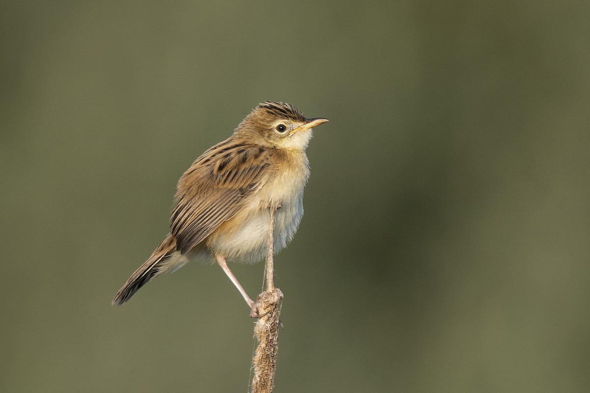 Zitting Cisticola - ML254178471