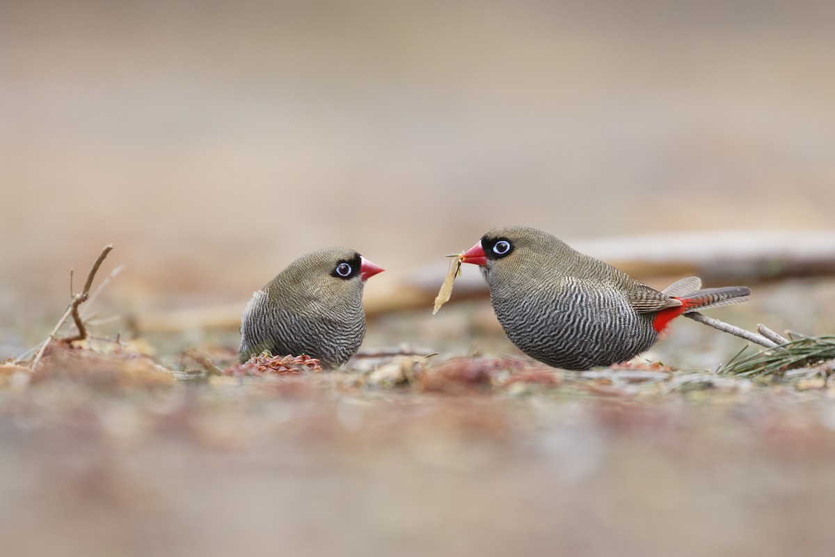 Beautiful Firetail - ML254179001