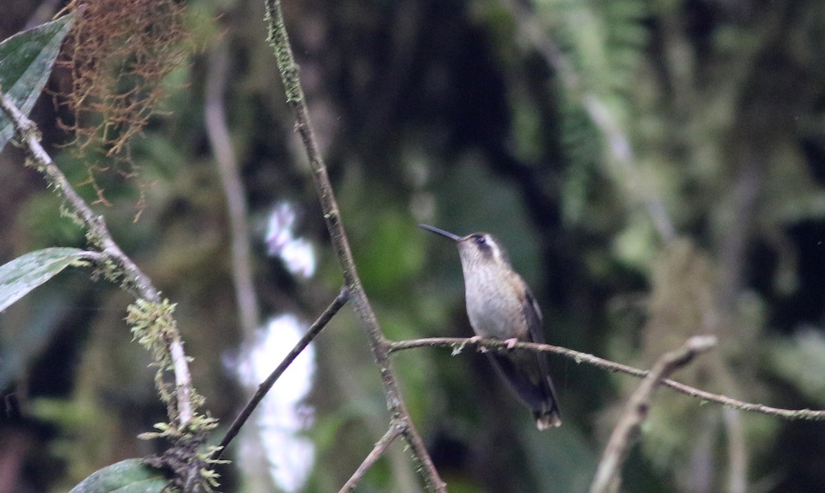 Speckled Hummingbird - ML25417901