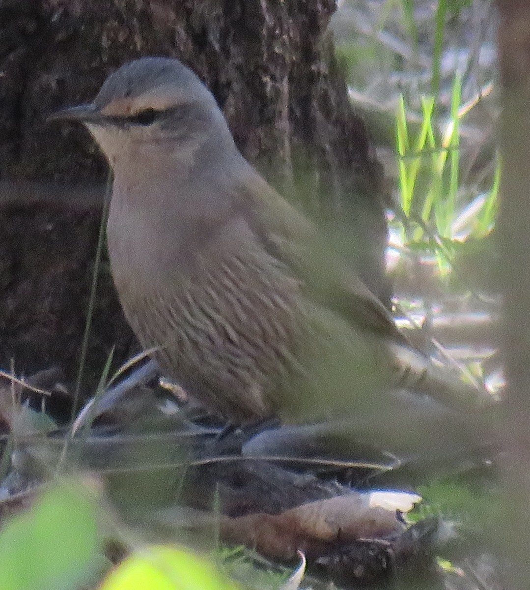 Brown Treecreeper - ML254179081